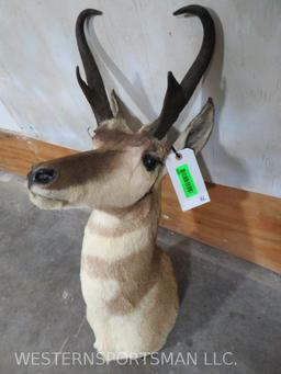 Pronghorn Sh Mt TAXIDERMY