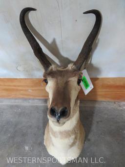 Pronghorn Sh Mt TAXIDERMY