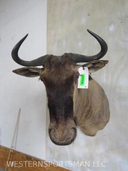 Wildebeest Sh Mt TAXIDERMY