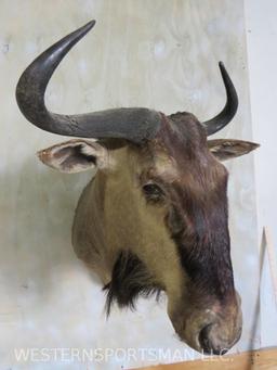 Wildebeest Sh Mt TAXIDERMY