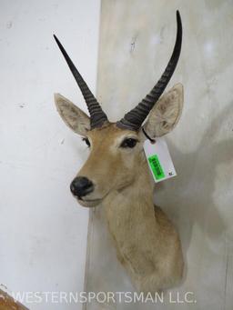 REEDBUCK Sh Mt TAXIDERMY