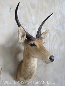 REEDBUCK Sh Mt TAXIDERMY