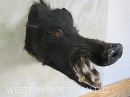 PIG SH MT TAXIDERMY