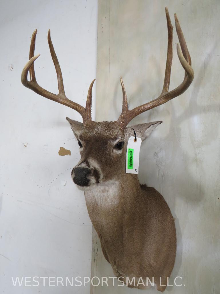 Whitetail Sh Mt TAXIDERMY