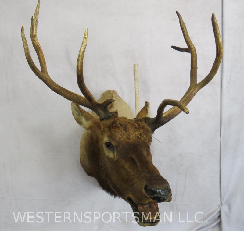 ELK SH MT TAXIDERMY