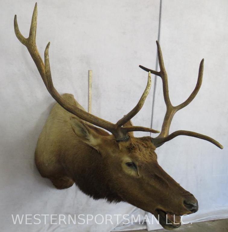 ELK SH MT TAXIDERMY