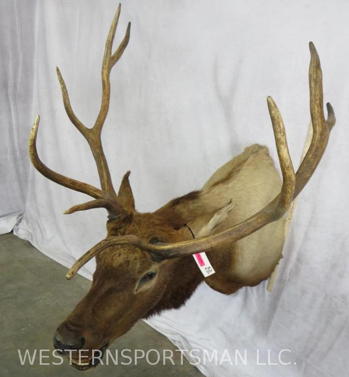 ELK SH MT TAXIDERMY