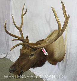 ELK SH MT TAXIDERMY