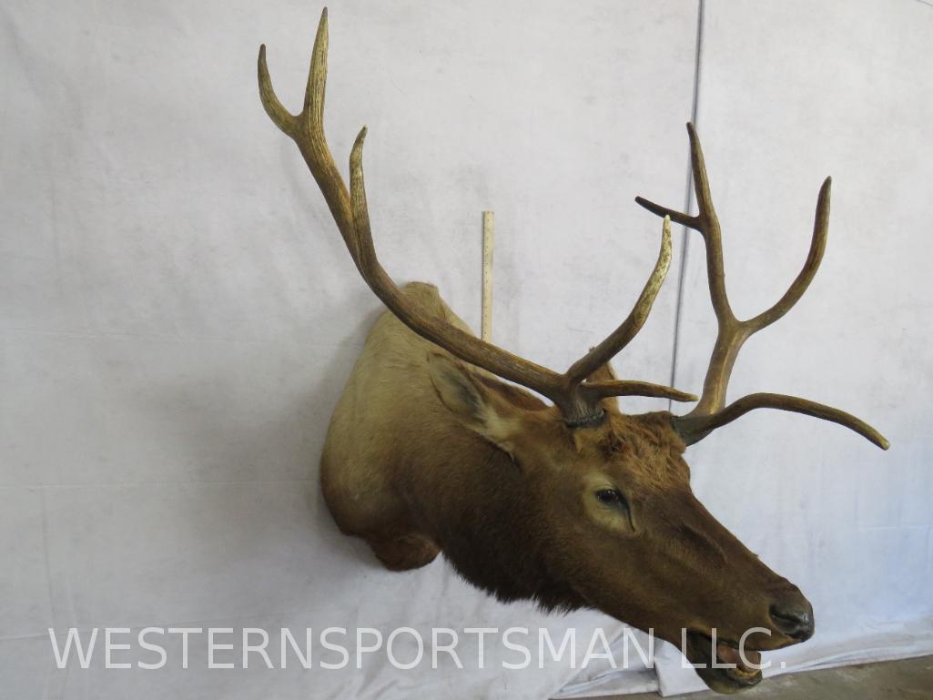 ELK SH MT TAXIDERMY