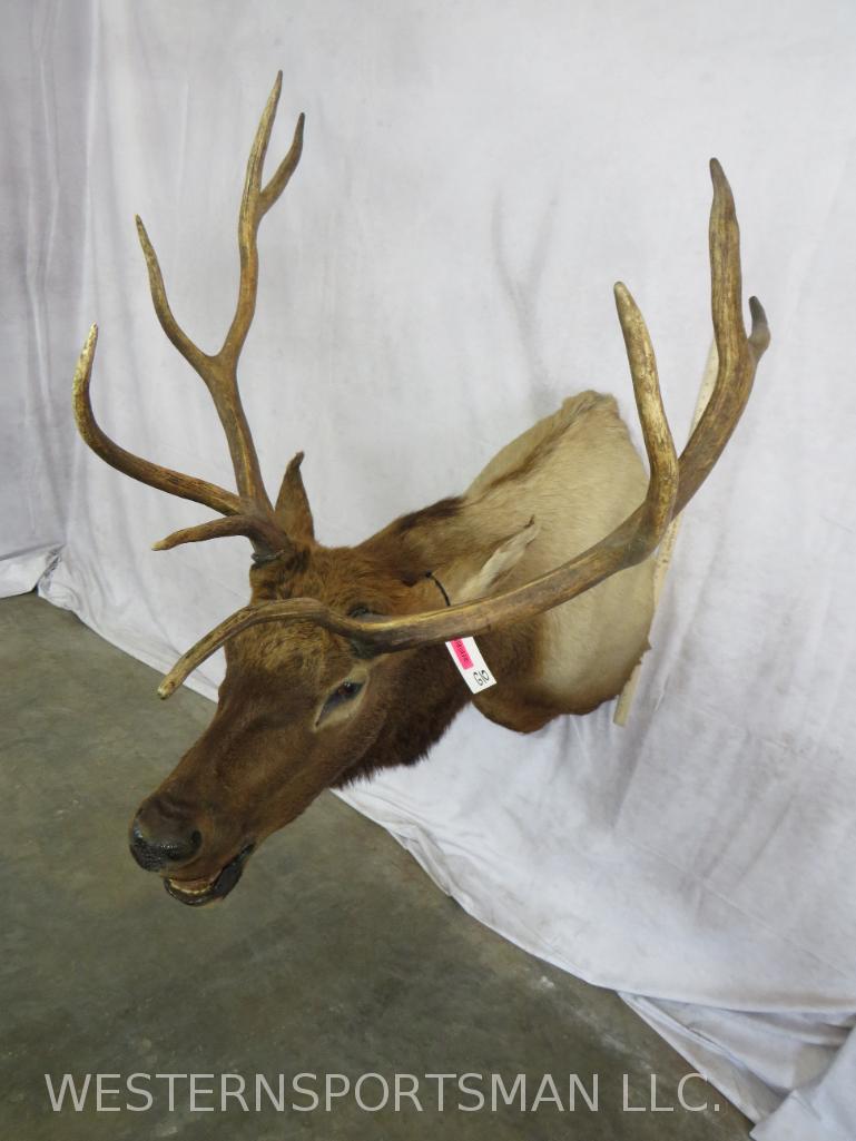 ELK SH MT TAXIDERMY