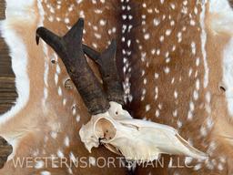 Very Nice, Pronghorn Antelope skull! Professionally cleaned and whitened great Taxidermy