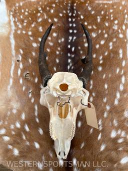 Very Nice, Pronghorn Antelope skull! Professionally cleaned and whitened great Taxidermy