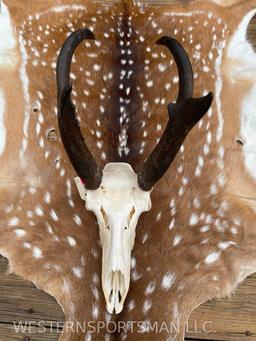 Very Nice, Pronghorn Antelope skull! Professionally cleaned and whitened great Taxidermy