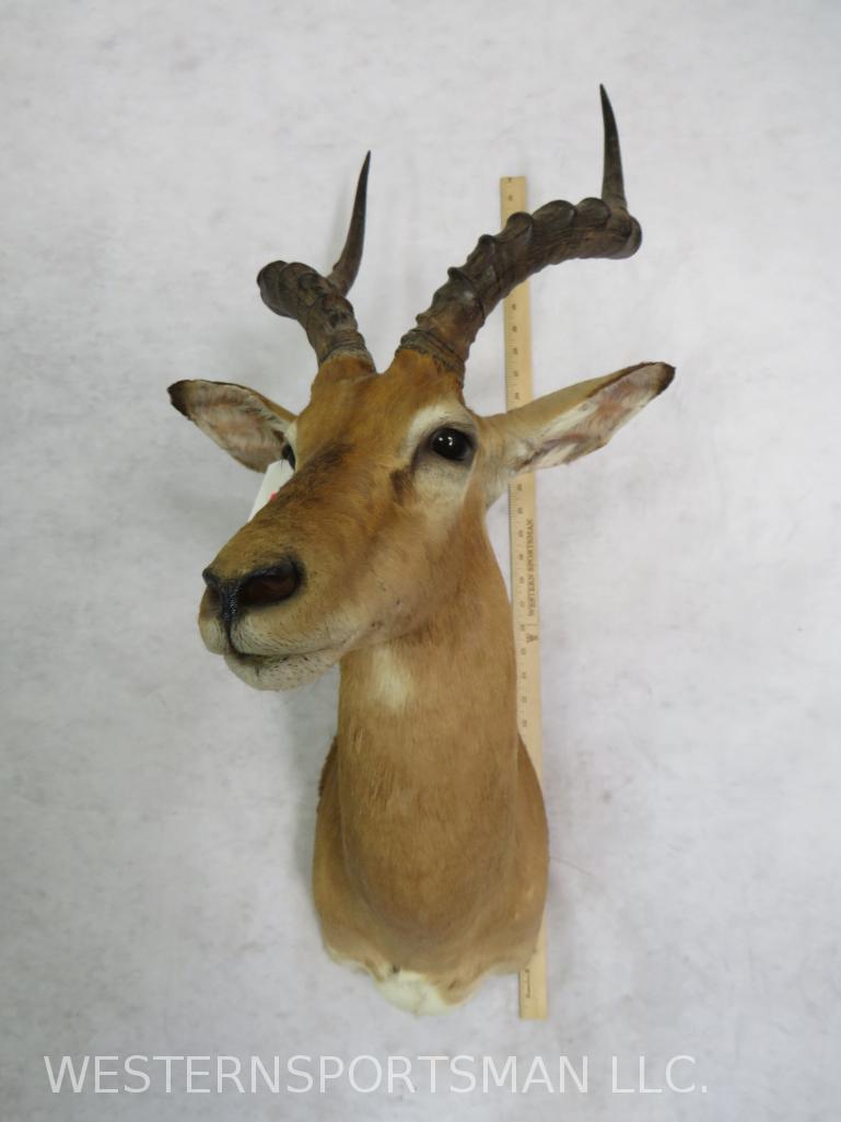 IMPALA SH MT TAXIDERMY