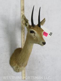 ROUGH STEENBOK SH MT TAXIDERMY