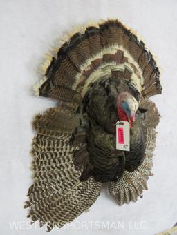 TURKEY WALL MT TAXIDERMY