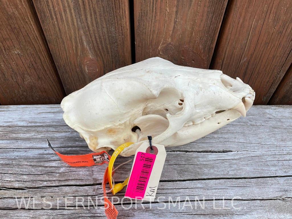 Lg. Black Bear full skull, ALL teeth, Saskatchewan, CA. kill tag attached