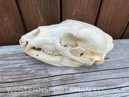 Lg. Black Bear full skull, ALL teeth, Saskatchewan, CA. kill tag attached