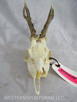 HOG DEER EURO MT TAXIDERMY