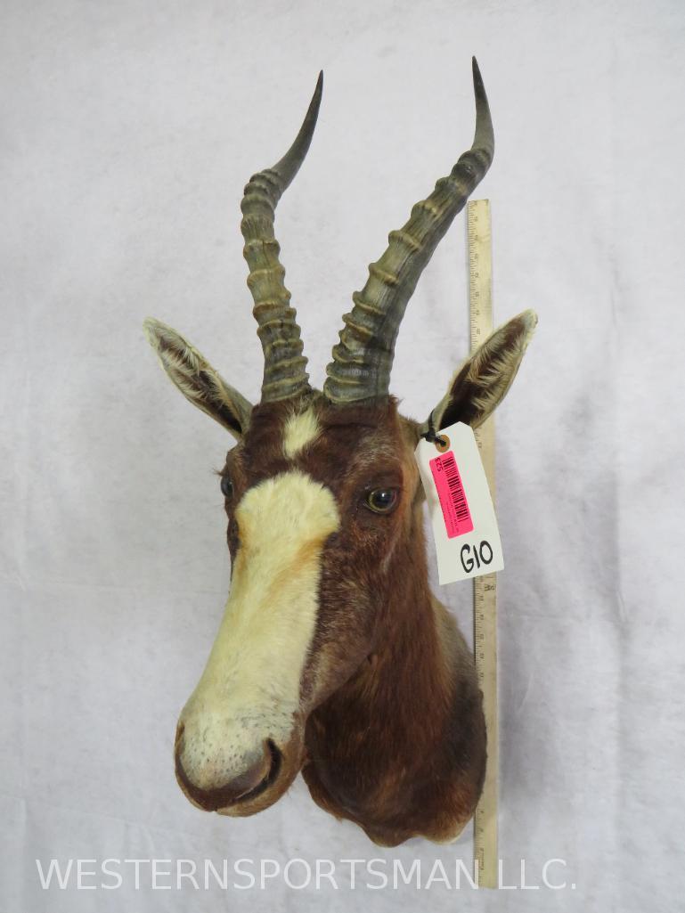 BLESBOK SH MT TAXIDERMY