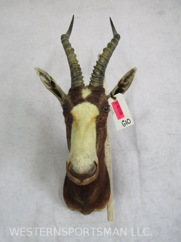 BLESBOK SH MT TAXIDERMY