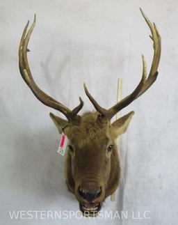 Elk Sh Mt TAXIDERMY