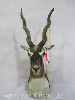 Blackbuck Sh Mt TAXIDERMY