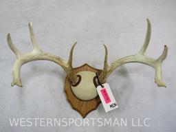 WHITETAIL RACKN ON PLAQUE TAXIDERMY