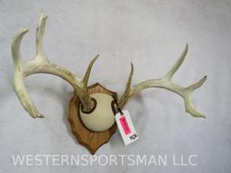 WHITETAIL RACKN ON PLAQUE TAXIDERMY