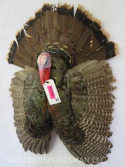 TURKEY WALL MT TAXIDERMY