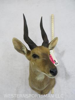 Bushbuck Sh Mt TAXIDERMY