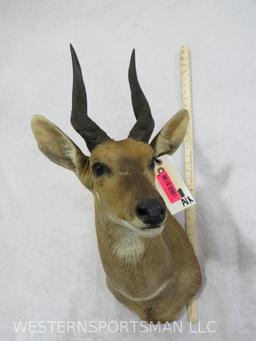 Bushbuck Sh Mt TAXIDERMY