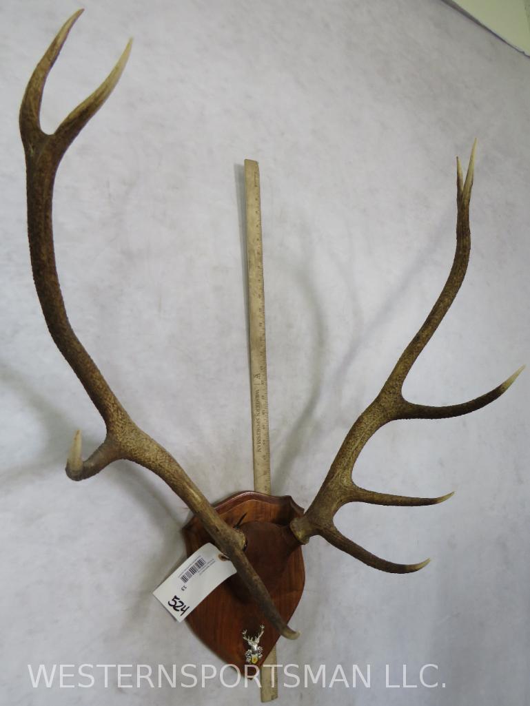 ELK RACK ON PLAQUE TAXIDERMY