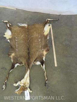 SITATUNGA HIDE TAXIDERMY