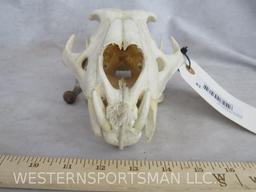 LEOPARD Skull *TX RESIDENTS ONLY* TAXIDERMY