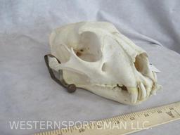 LEOPARD Skull *TX RESIDENTS ONLY* TAXIDERMY