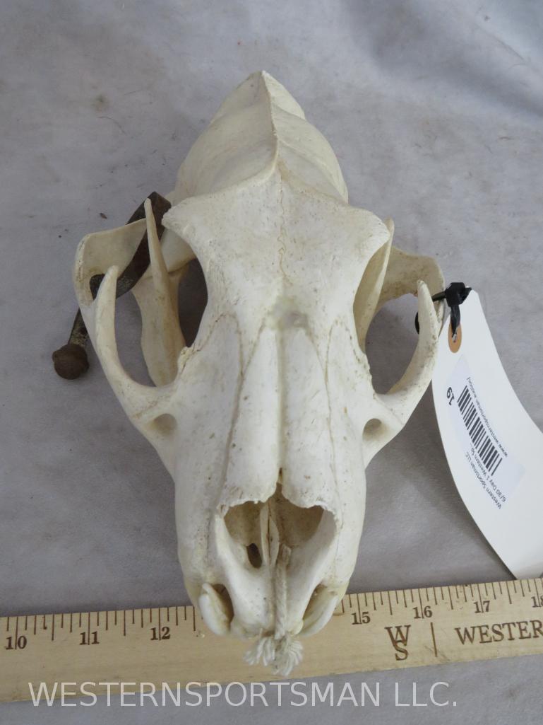 LEOPARD Skull *TX RESIDENTS ONLY* TAXIDERMY