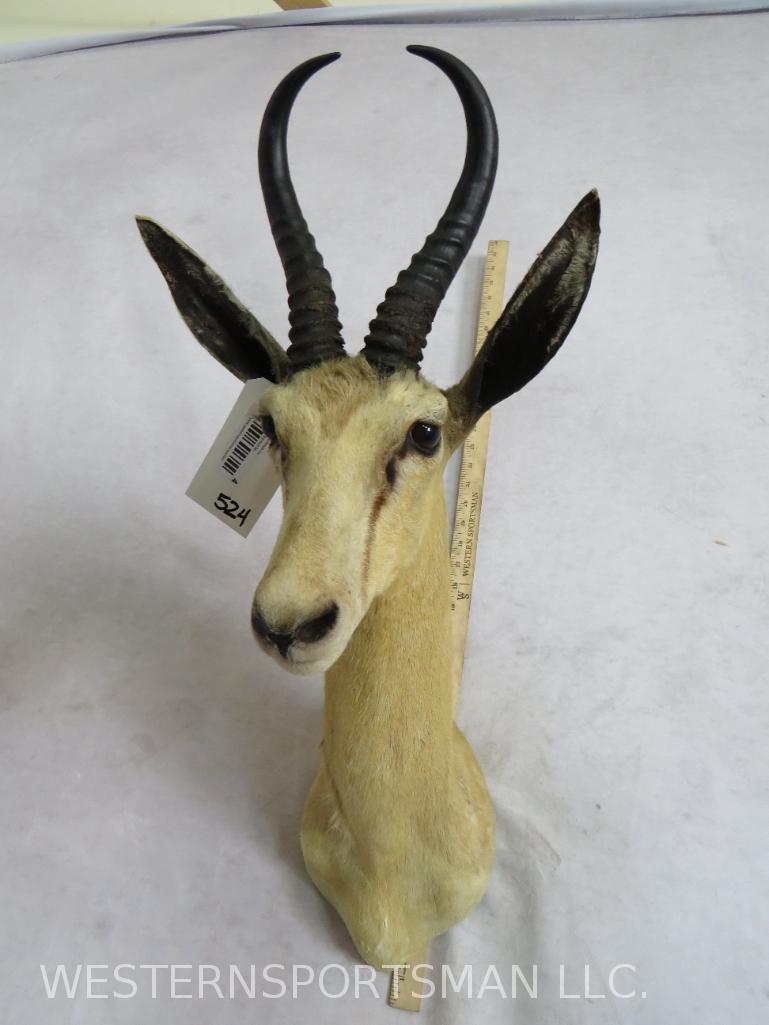 White Springbok Sh Mt TAXIDERMY