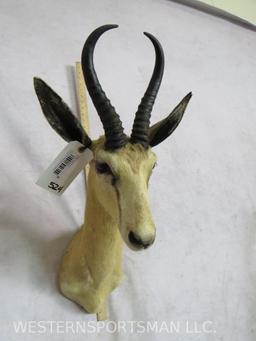 White Springbok Sh Mt TAXIDERMY