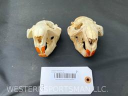 2 XX Large Beaver skulls, with all teeth 5 inches long x 3 1/2 inches wide... 2 X $