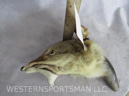 FOX HEAD RATTLE W/HORN HANDLE TAXIDERMY