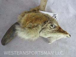 FOX HEAD RATTLE W/HORN HANDLE TAXIDERMY