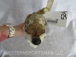 FOX HEAD RATTLE W/HORN HANDLE TAXIDERMY