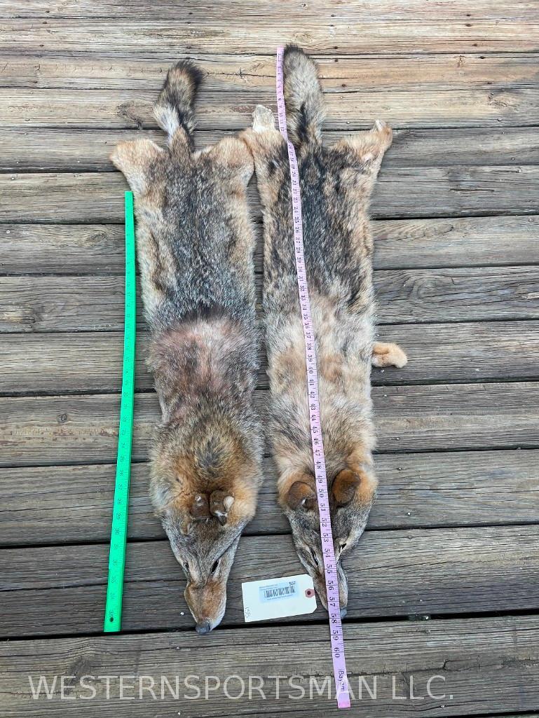 Two, Beautiful, NEW Tanned Large Coyote furs/hides/skins Great Taxidermy wall hangings 58 & 54 inche