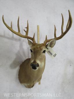 NON TYPICAL WHITETAIL SH MT W/WIDE SPREAD TAXIDERMY