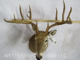 NON TYPICAL WHITETAIL SH MT W/WIDE SPREAD TAXIDERMY