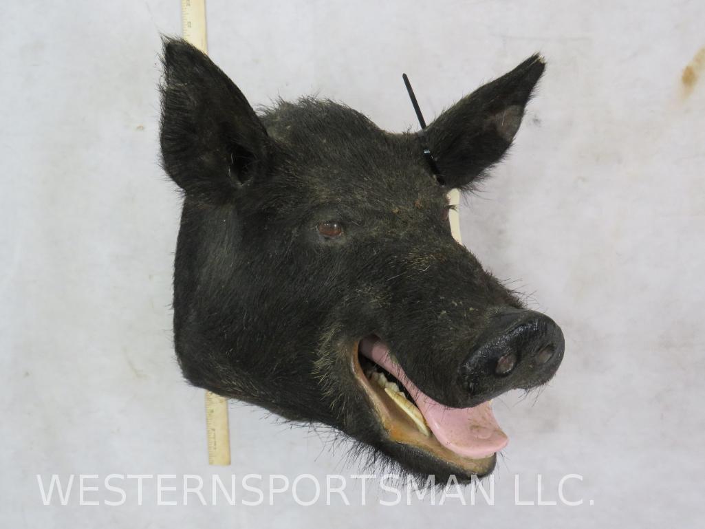 Hog Sh Mt TAXIDERMY