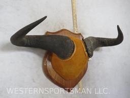 Mounted Wildebeest Horns TAXIDERMY