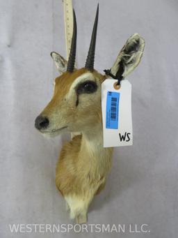 Steenbok Sh Mt TAXIDERMY