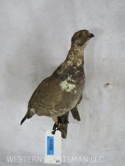 Female Pheasant on Perch TAXIDERMY